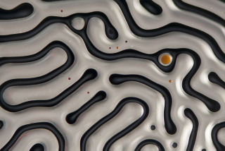Illustration for article titled Science Photographer Reveals Beauty of the Microscopic World